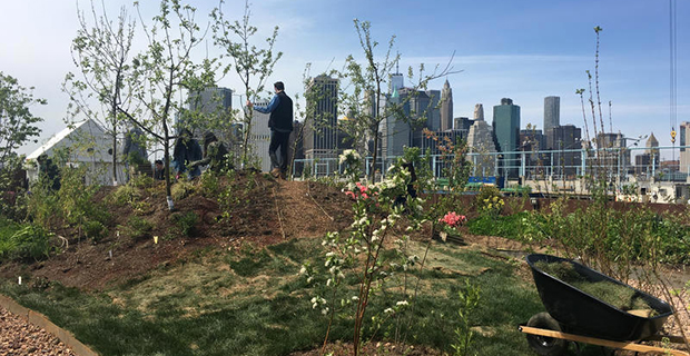 Alberi in fiore su Swale, il giardino galleggiante di New York