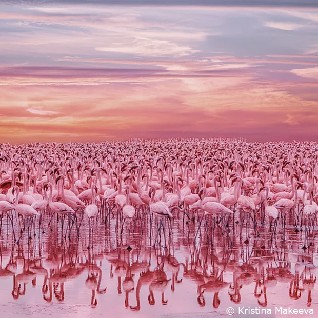 Flamingo's sunset, Fotografa: Kristina Makeeva (aka Hobopeeba), Copyright Photography for Future